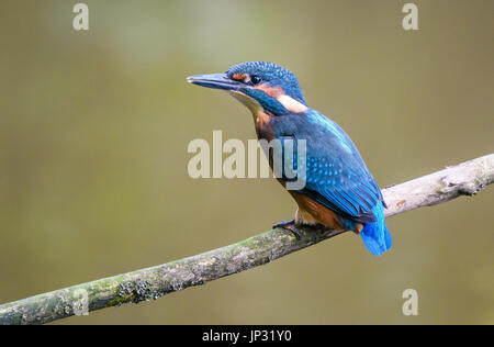 Young-Kingfisher thront auf einem Ast, neu flügge Stockfoto