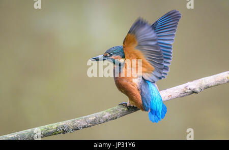 Young-Kingfisher thront auf einem Ast, neu flügge Stockfoto