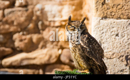 Große gehörnte Eule oder Virginia Eule mit geschlossenen Augen in einer lustigen Geste Stockfoto