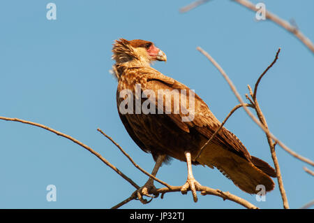 Carcará, brasilianische Raubvogel im Pantanal von Mato Grosso, Brasilien Stockfoto