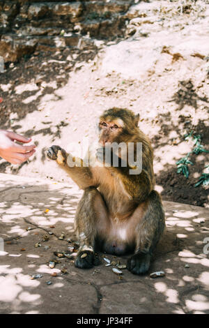 Barbary macaque Affen sitzen und die Erdnüsse aus einem touristischen in Marokko. Stockfoto