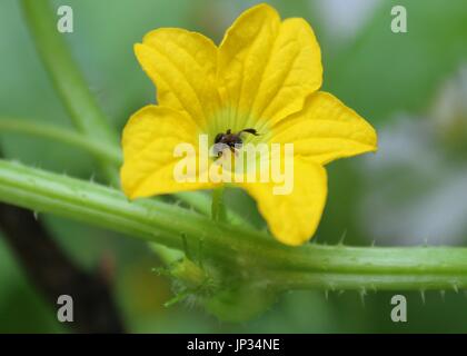 Honigbiene - kleines Insekt auf eine gelbe Farbe Gurke - Cucumis Sativus - Blume Stockfoto