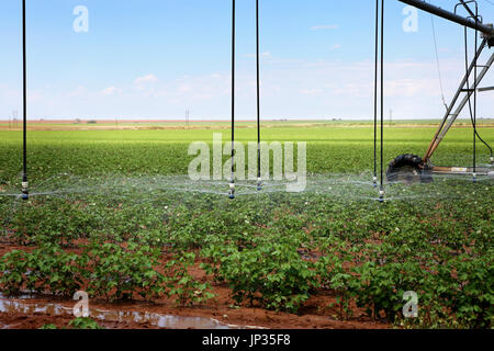  Download Vorschau speichern A Baumwolle-Feld Mitte Drehpunkt automatisiertes Bewässerungssystem bewässert Stockfoto