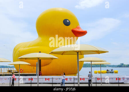 Die weltweit größte Rubber Duck machen es ist kanadische Debüt auf Toronto Ufergegend, Kanada feiern 150. Geburtstag.  Mitwirkende: Rubber Duck wo: Toronto, Ontario, Kanada bei: Kredit-30. Juni 2017: Dominic Chan/WENN.com Stockfoto