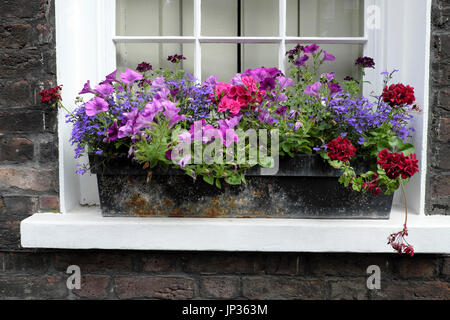 Fenster mit Rosa Lila Lila Pelargonium, Lobelia, Geranium Pflanzen im Haus in Colebrooke Zeile Islington North London N1 England UK KATHY DEWITT Stockfoto