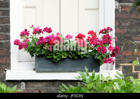 Führen Fenster mit Pelargonien und Geranien auf colebrooke Zeile in London N1 England UK KATHY DEWITT gefüllt Stockfoto