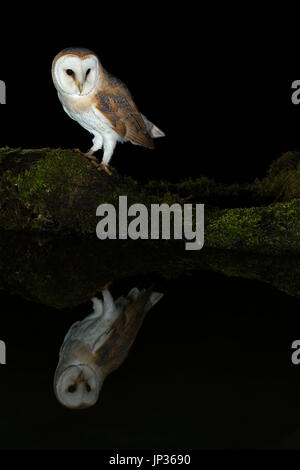 Schleiereule (Tyto Alba) und ihre Reflexion in der Nacht Stockfoto