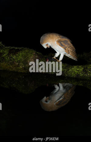 Schleiereule (Tyto Alba) in der Nacht mit Reflexion Stockfoto