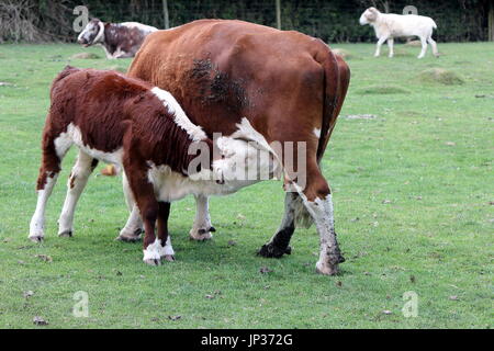 Hereford Kalb (Bos Taurus) seiner Mutterkuh gesäugt Stockfoto