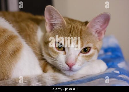 Entspannen Sie sich auf Bett Tabby Katze Stockfoto