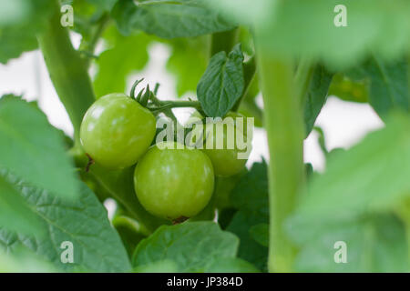 junge grüne Tomaten noch wachsen Stockfoto