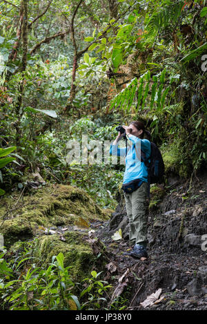 Eine junge Frau auf der Suche nach Vogel mit dem Fernglas im Nebelwald der Anden. Kolumbien, Südamerika Stockfoto