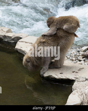 Affenbaby Schnee gehockt Mutter, während sie aus dem Pool der Sprudel trinkt. Diese japanischen Makaken sind auf eine Felsplatte zwischen dem Pool und einem Fluss. Stockfoto