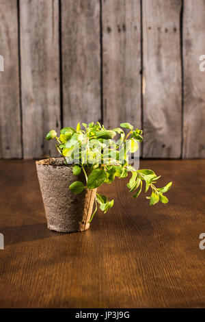 grüne Oregano wächst im Blumentopf, Garten-Szene-Konzept Stockfoto