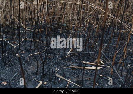 Nachdem das verbrannte Asche von Schilf Textur Stockfoto