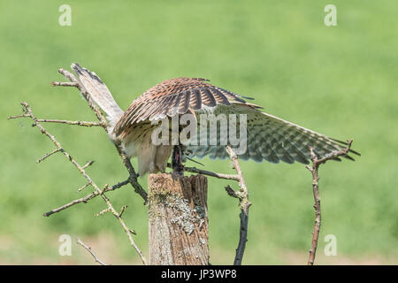 Helmdecke Kestrel mit Beute... Stockfoto