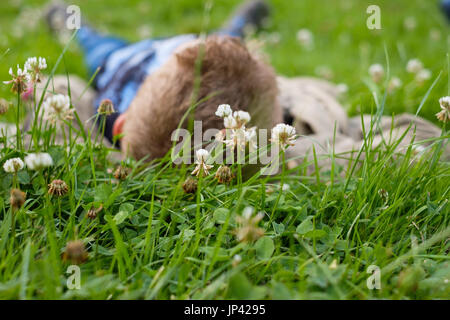 Junge liegend auf dem Rasen im Freien im Sommerpark Stockfoto