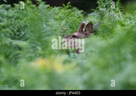 Rehe füttern unter dem hohen Adlerfarn Stockfoto