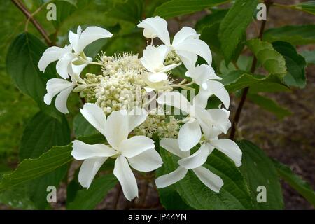 Hydrangea paniculata Große Sta Stockfoto