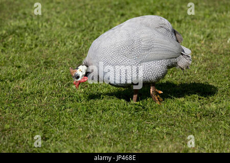 Häuslich behelmte guineafowl meleagri numida Beweidung in Feld Cotswolds uk Stockfoto