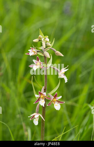 Marsh Helleborine, Epipactis Palustris, Gras Stockfoto