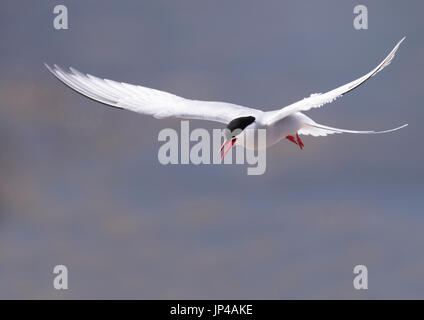 Eine Küstenseeschwalbe (Sterna Paradisaea) schwebt, Shetland, UK Stockfoto