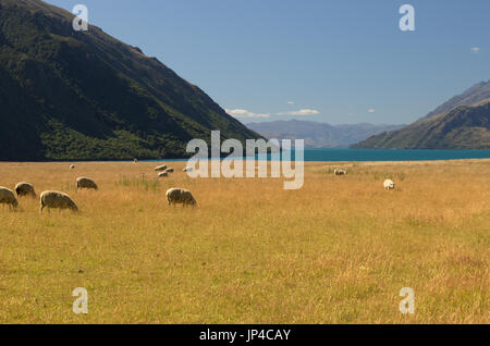 Schafe zu gravieren, auf einer Wiese am südlichen Ende des Sees Wakatapu, Neuseeland Stockfoto