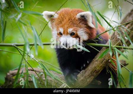 Roter Panda auf Baum Stockfoto