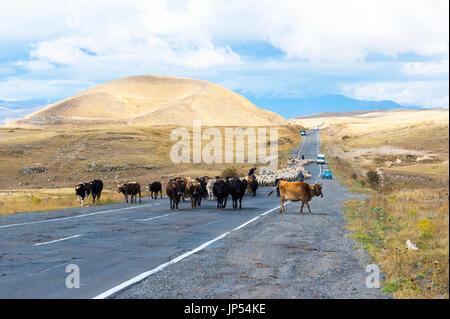 Shephard, die Durchführung von einer Gruppe von Kühen und Schafen auf einer Straße, Provinz Tawusch, Armenien Stockfoto