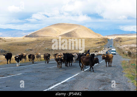 Shephard, die Durchführung von einer Gruppe von Kühen und Schafen auf einer Straße, Provinz Tawusch, Armenien Stockfoto