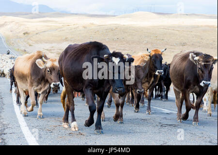 Shephard, die Durchführung von einer Gruppe von Kühen und Schafen auf einer Straße, Provinz Tawusch, Armenien Stockfoto