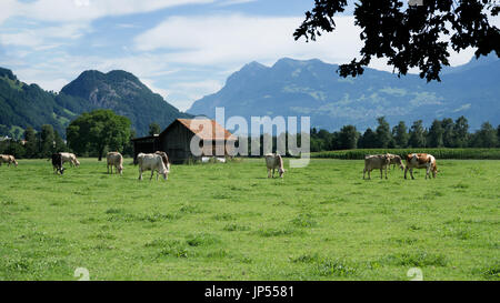 Europa, Schweiz, St. Gallen, Sargans, Wangs - Kühe auf der Weide im Morgentau Kühe auf grünen Weiden im Morgentau Stockfoto