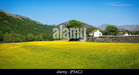 Die Butterblumenwiese, Hall Dunnerdale, Cumbria, England Stockfoto