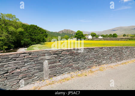 Die Butterblumenwiese, Hall Dunnerdale, Cumbria, England Stockfoto