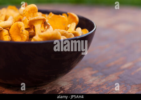 Pilze Pfifferlinge. Frische rohe Champignons Pfifferlinge In Schüssel auf alten lackierten Holztisch. Ansicht von oben. Selectiv Fokus. Stockfoto