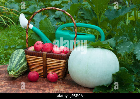 Frisches Bio-Gemüse (Gemüse Knochenmark und Kürbis), Weidenkorb mit roten Äpfeln und grüne Gießkanne auf alten lackierten Holztisch im Sommer Ve Stockfoto