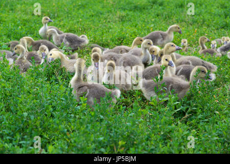 Eine junge Gänse-Stand in Grasgrün Stockfoto