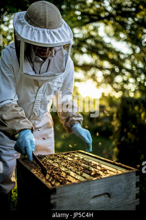 Imker trägt einen Schleier, eine Inspektion Tablett in Bienen bedeckt halten. Stockfoto