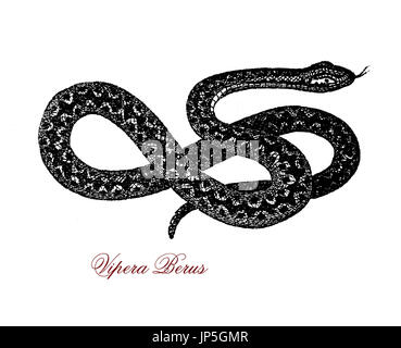 Vintage Porträt von Vipera Berus, Giftschlange verbreitet aus Ostasien Wester Europa, es ist nicht sehr aggressiv und beißt wenn gestört, Biss ist sehr schmerzhaft, aber selten tödlich. Stockfoto