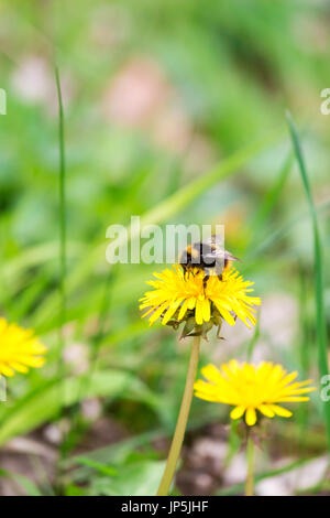 Hummel, sitzt auf einem gelben Löwenzahn Blume, Deutschland Stockfoto