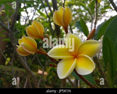 Weiße Plumeria Blüten, Frangipani-Blüten Stockfoto