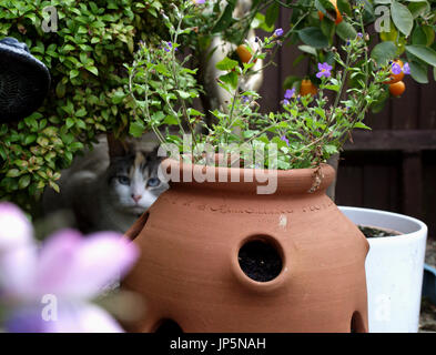 Wunderschöne Colourpoint Ragdoll Katze versteckt im englischen Garten Stockfoto