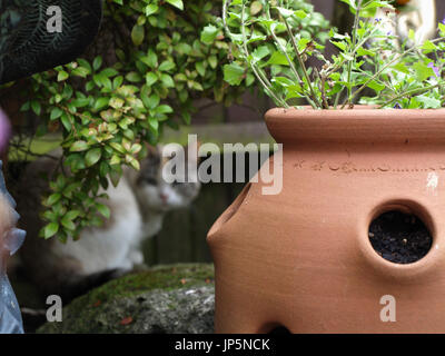 Wunderschöne Colourpoint Ragdoll Katze versteckt im englischen Garten Stockfoto