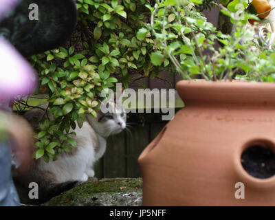 Wunderschöne Colourpoint Ragdoll Katze versteckt im englischen Garten Stockfoto