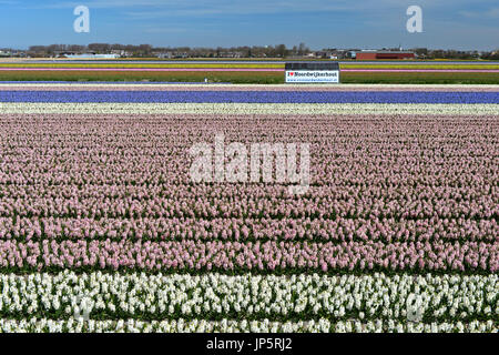 Felder der blühenden Hyazinthen, Noordwijkerhout, Bollenstreek Region, Südholland, Niederlande Stockfoto