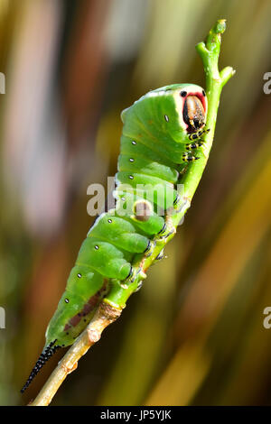 Puss Moth Raupe (Cerura Vinula) Stockfoto