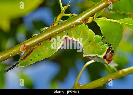 Puss Moth Raupe Essen eine Pappel Blatt (Cerura Vinula) Stockfoto