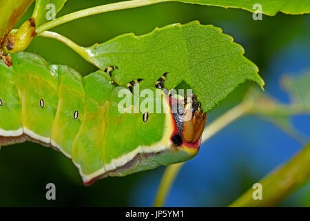 Puss Moth Raupe Essen eine Pappel Blatt (Cerura Vinula) Stockfoto