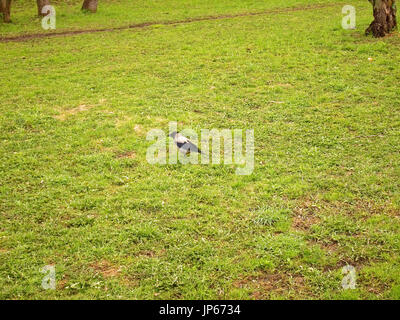 Krähe laufen auf Gras im Frühling in Moskau Bezirk Teply Stan Stockfoto