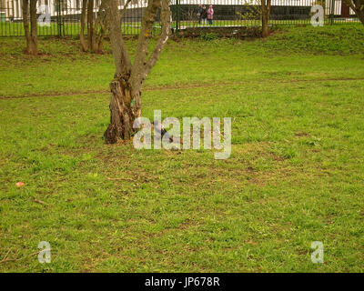 Krähe laufen auf Gras im Frühling in Moskau Bezirk Teply Stan Stockfoto